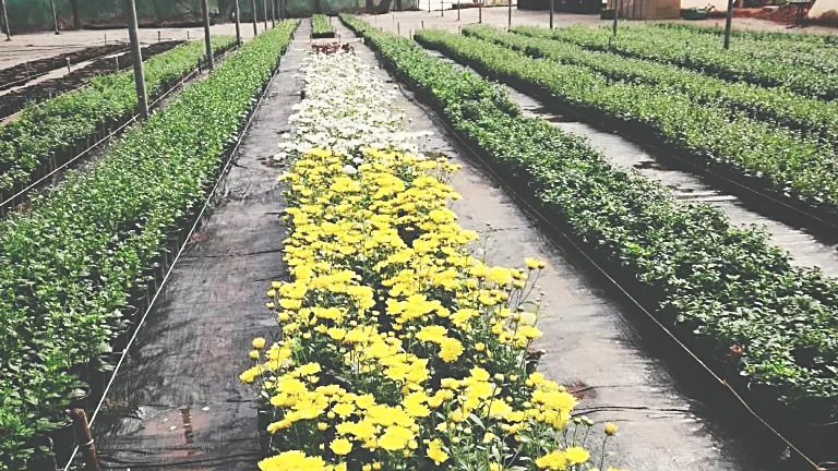 Production beds under drip irrigation