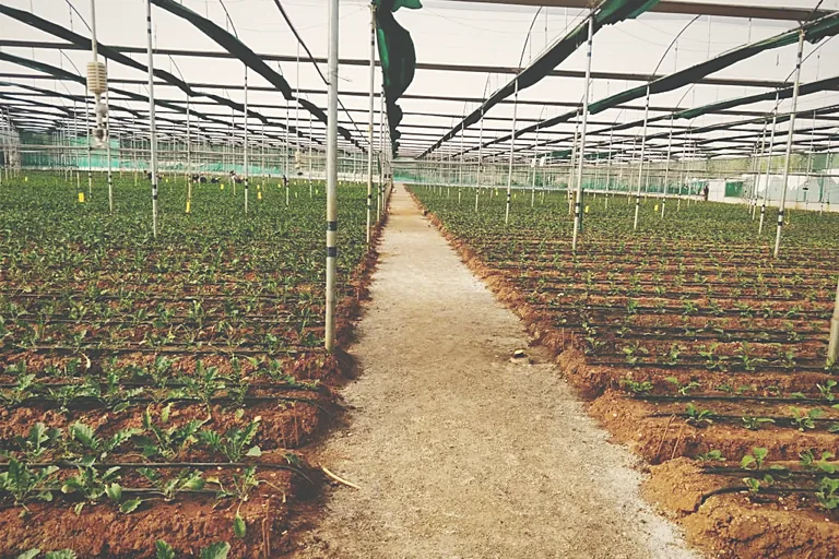 Protected cropping under polyhouse