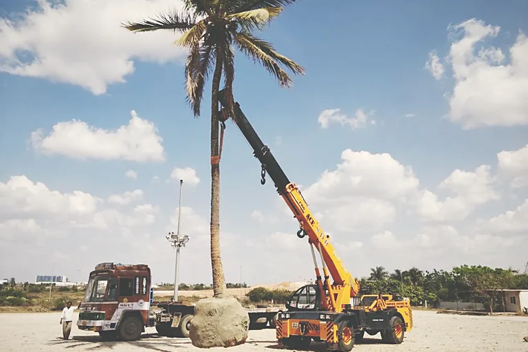 Palm suspended on the crane, root ball wrapped and tied